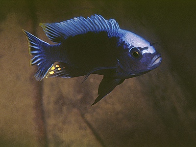 Cynotilapia sp. 'maleri' Nakantenga Island